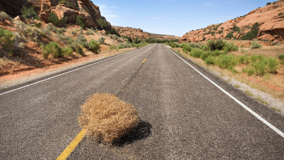 Everything You Need to Know About Tumbleweeds