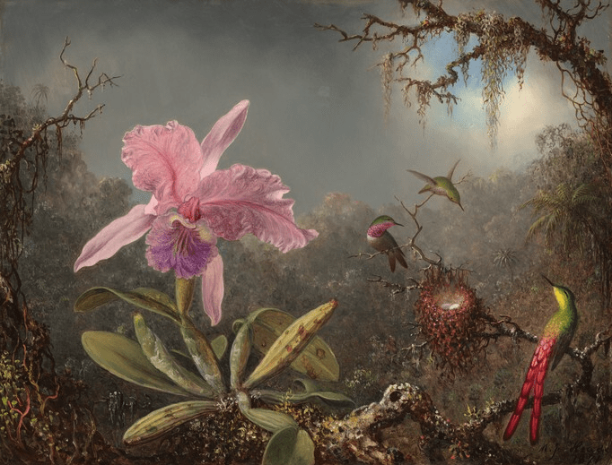 MARTIN JOHNSON HEADE Cattleya Orchid and Three Hummingbirds, 1871