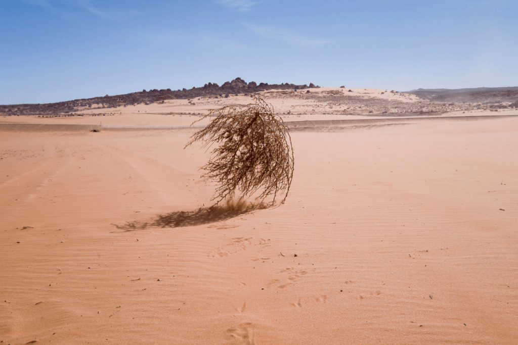 Tumbleweed